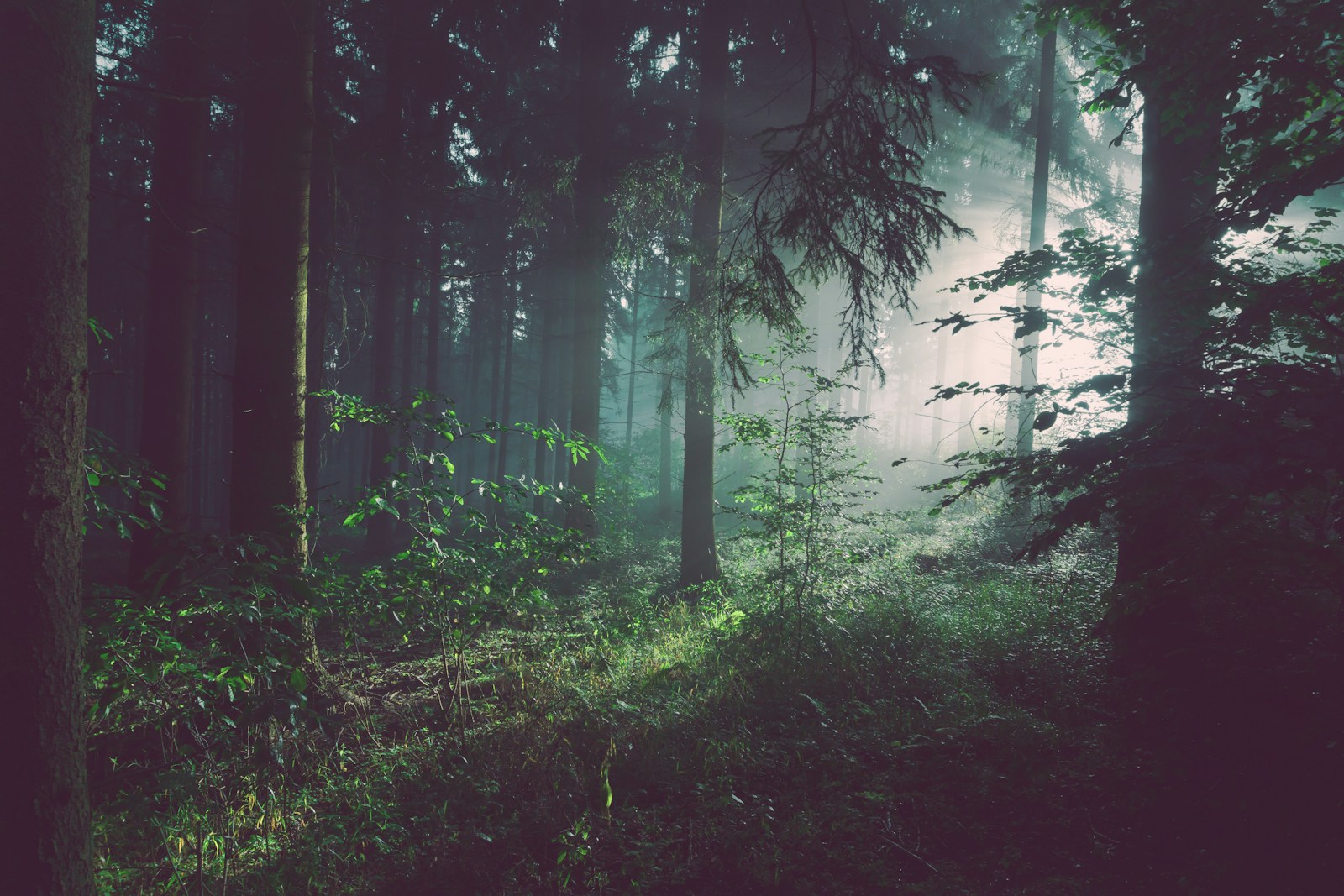Forest canopy