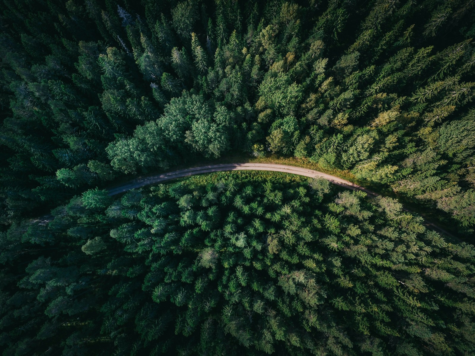 Forest light through trees